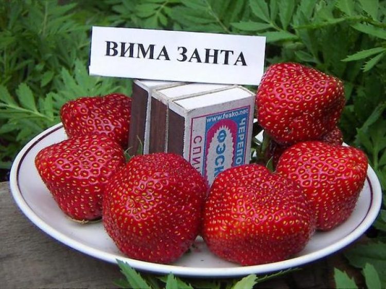 vima zant fajta