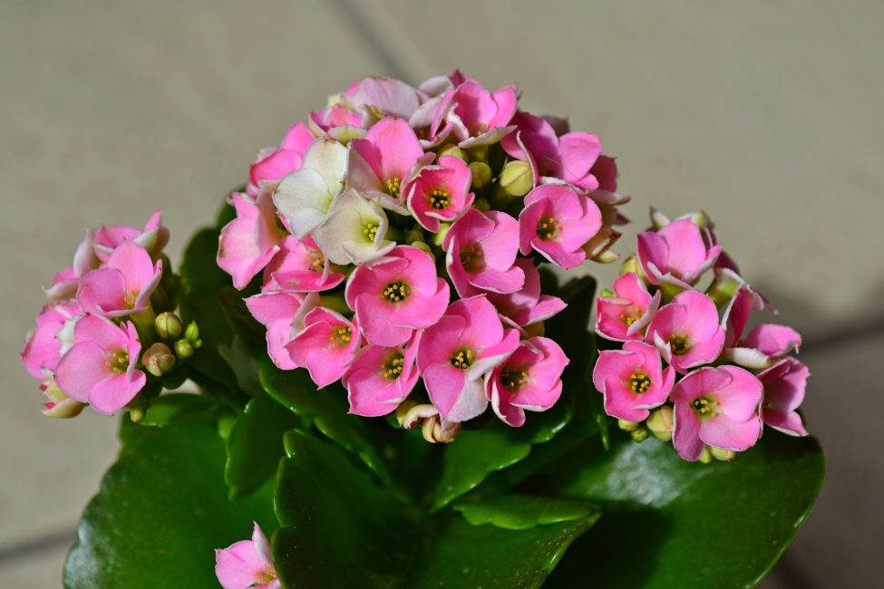 Flor de Kalanchoe (+ de 120 fotos i vídeos) - cura de la llar, trasplantament, reproducció, propietats útils + ressenyes