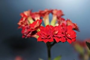 Flor de Kalanchoe (+ de 120 fotos i vídeos) - cura de la llar, trasplantament, reproducció, propietats útils + ressenyes