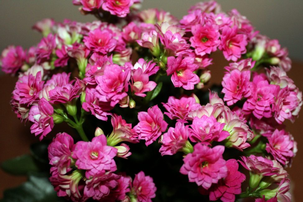 Flor de Kalanchoe (+ de 120 fotos i vídeos) - cura de la llar, trasplantament, reproducció, propietats útils + ressenyes