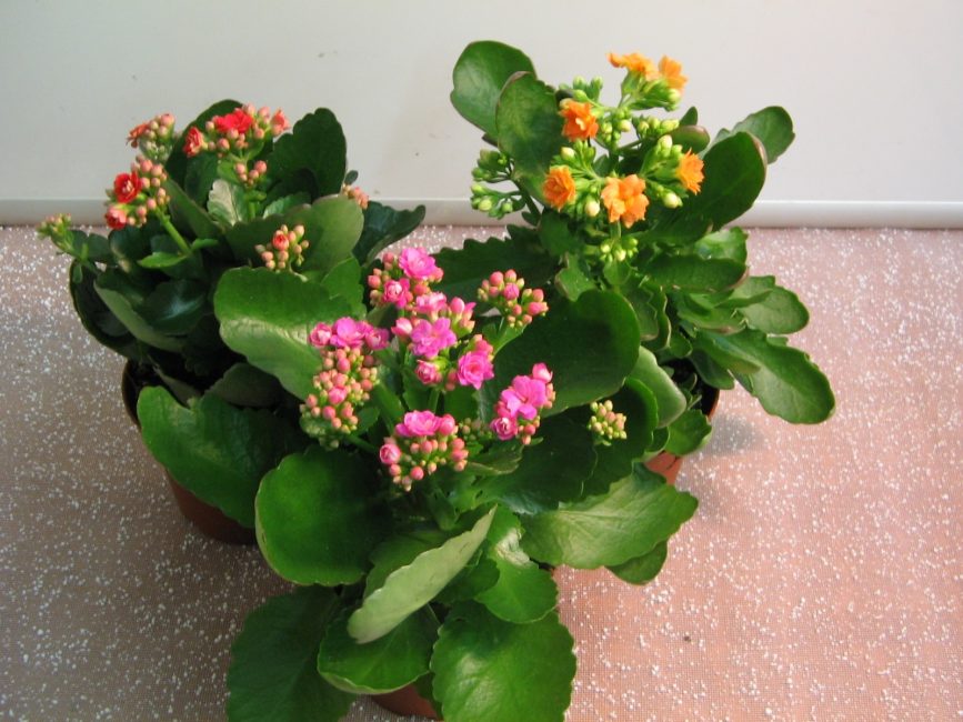 Flor de Kalanchoe (+ de 120 fotos i vídeos) - cura de la llar, trasplantament, reproducció, propietats útils + ressenyes