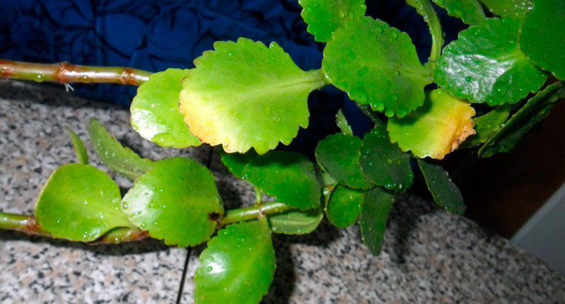 Fulles de kolanchoe seques