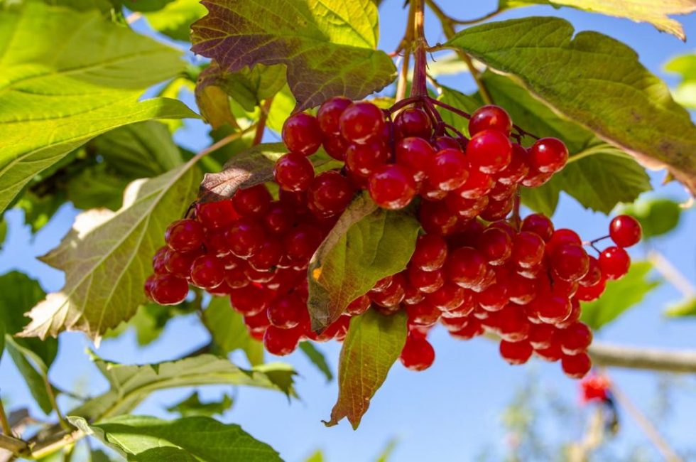 Berry Kalina Red: ja sen hyödylliset ominaisuudet ja vasta-aiheet, 10 kansanreseptiä