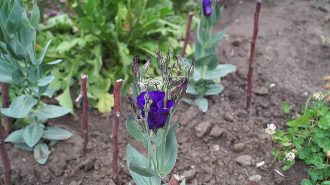 Açık alanda Eustoma