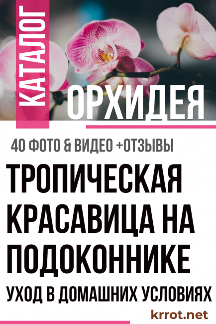 грижа за орхидеи у дома