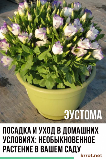 eustoma ev