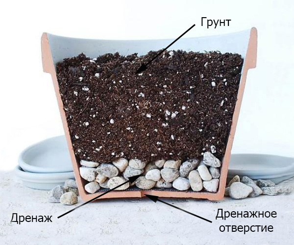 Eustoma için drenaj cihazı