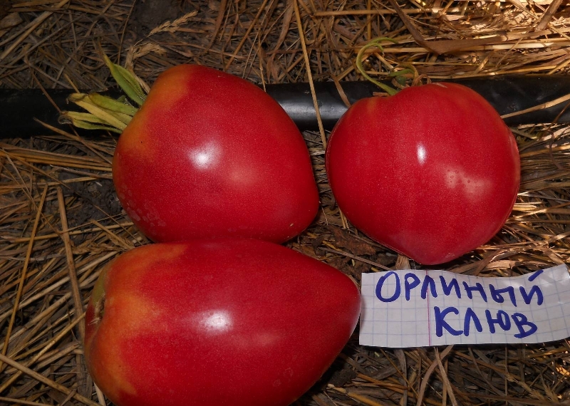 sas csőr paradicsom
