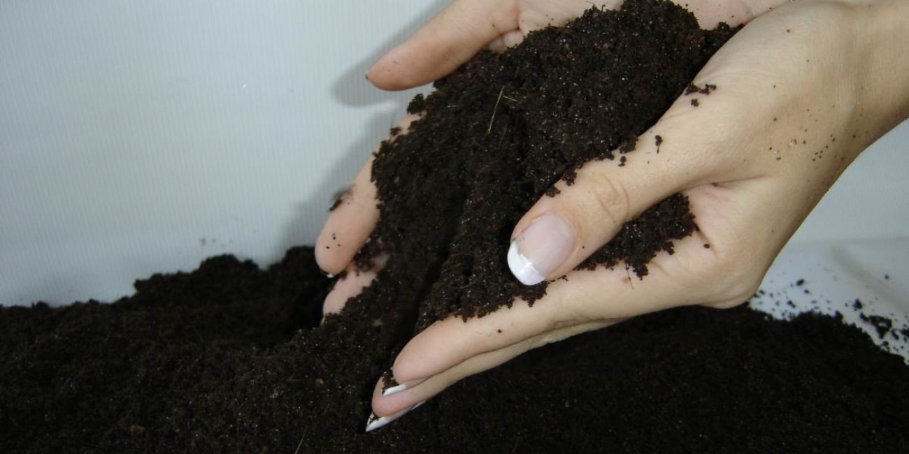 barreja per a tests per a kolanchoe