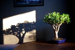 Árbol del dinero (mujer gorda): ¿cómo cuidar en casa? - Todo sobre riego, reproducción, trasplante (Foto y Video) + Reseñas