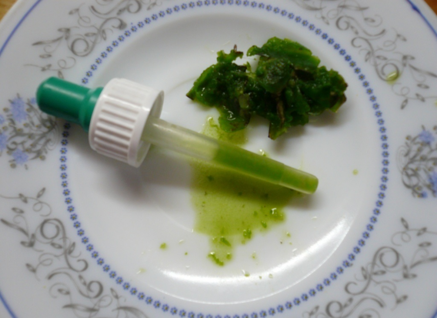 Suc de Kalanchoe en una pipeta