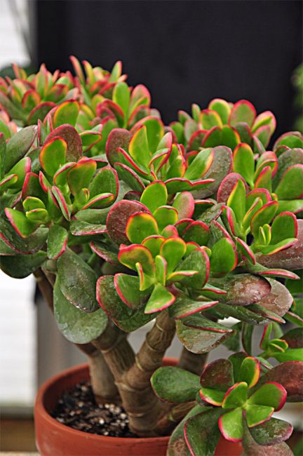 crassula auringonlasku