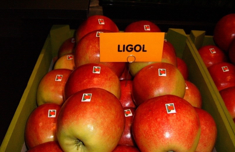 Ligol elmaları