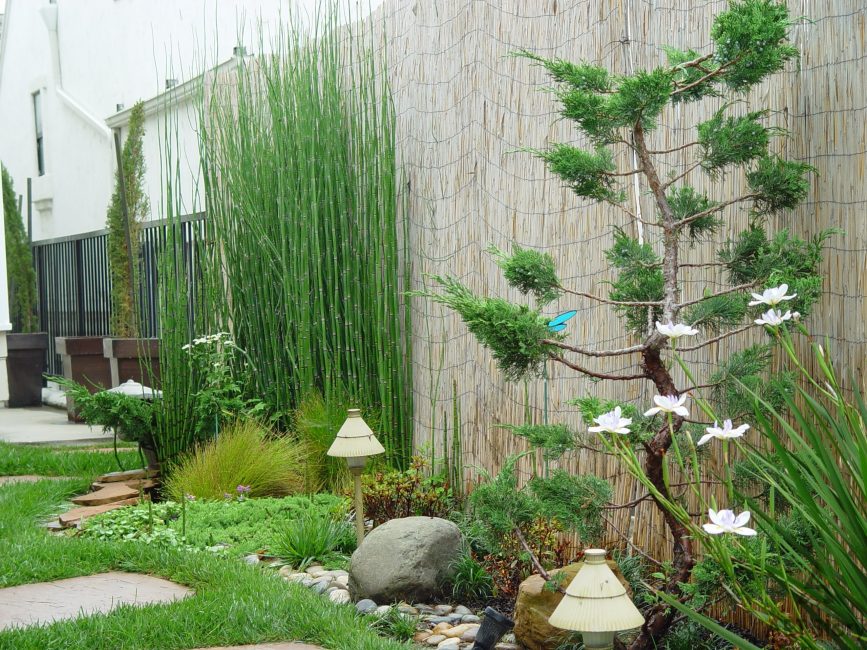 Bahçedeki bambu