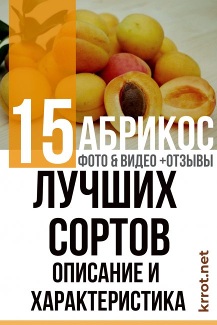 кайсия