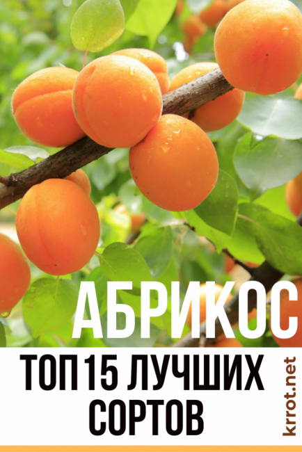 Снимка на сортовете кайсии
