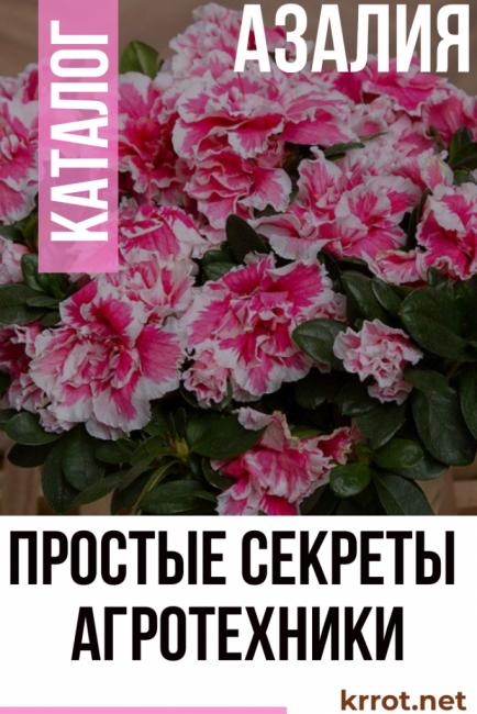 Αζάλεα