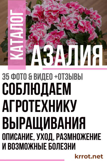 Azalea στο σπίτι