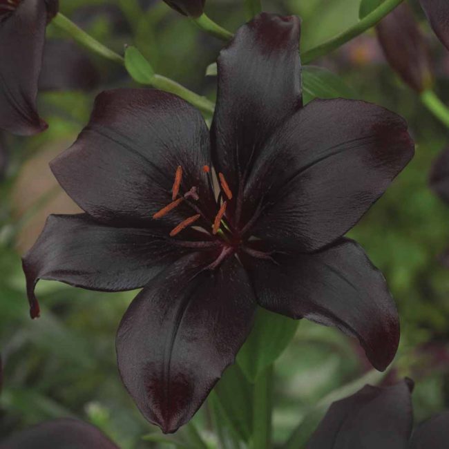  Lliri Black Charm