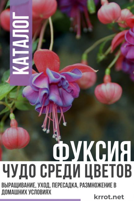 Φούξια - Θαύμα ανάμεσα σε λουλούδια