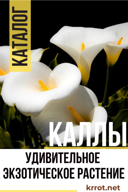 кали