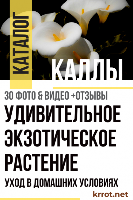 кали
