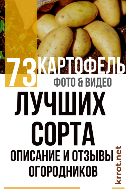 Πατάτα
