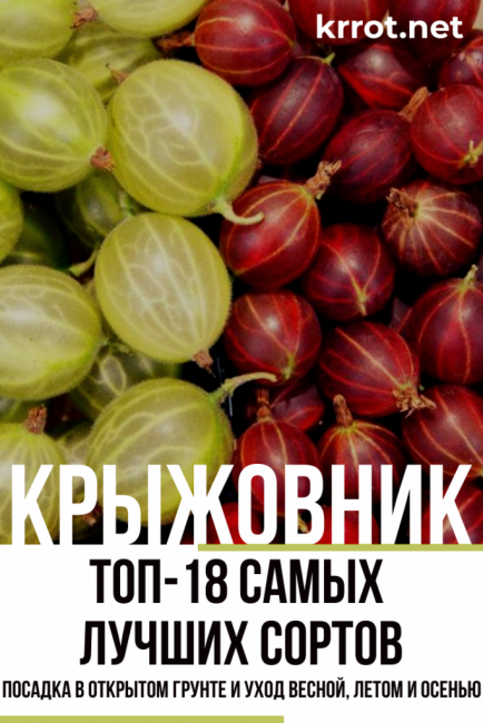 описание на сортовете цариградско грозде