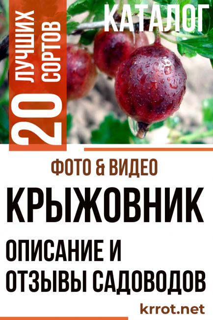 Цариградско грозде
