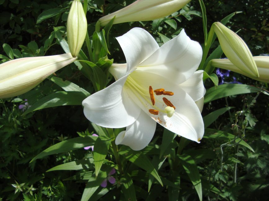 Lily (30+ fotos) d'una bellesa oriental: descripció de 9 varietats, regles per a la cura i el cultiu + Comentaris