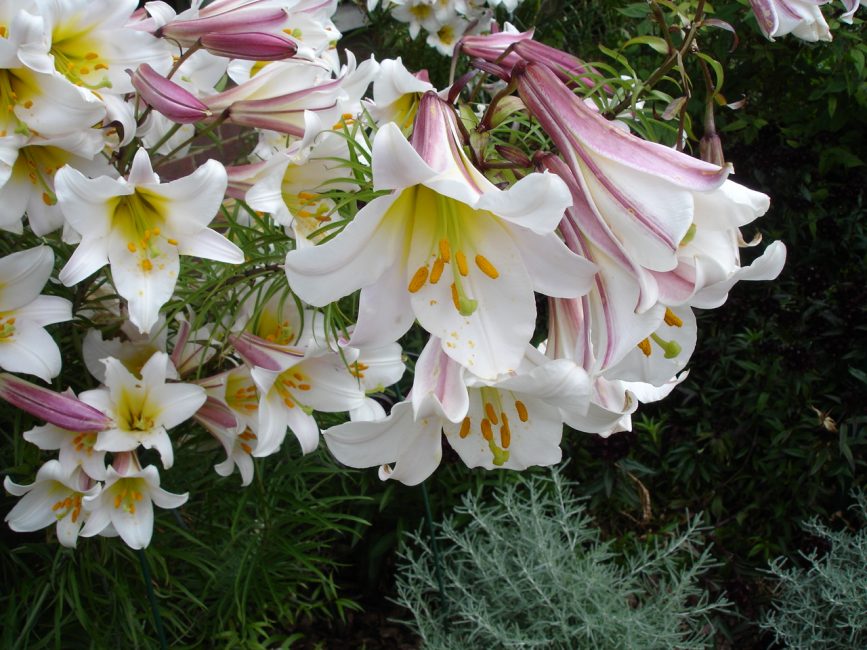 lliri longiflorum