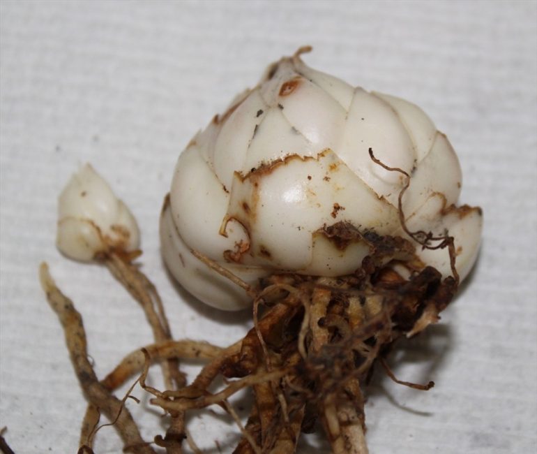 bulb de lliri