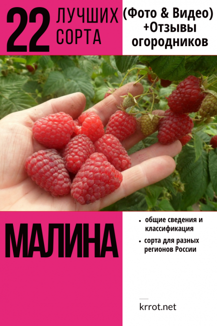 Málna