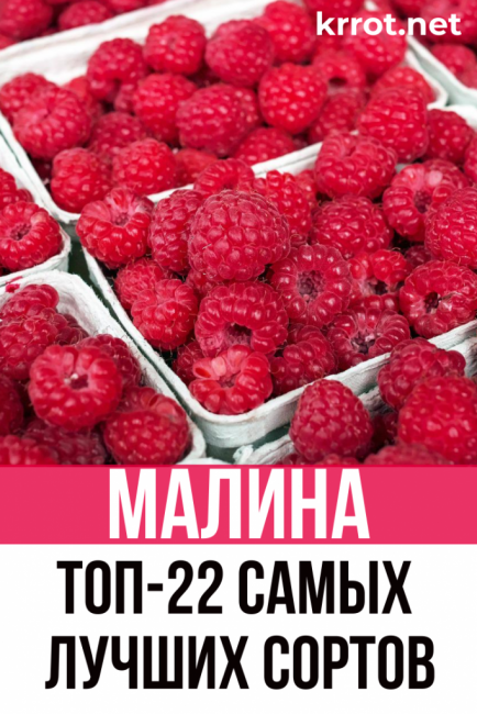 málna fajta leírás vélemények