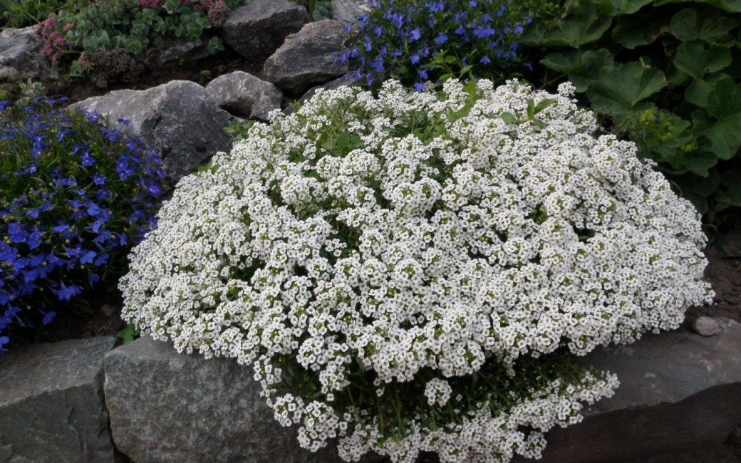 alyssum kukka