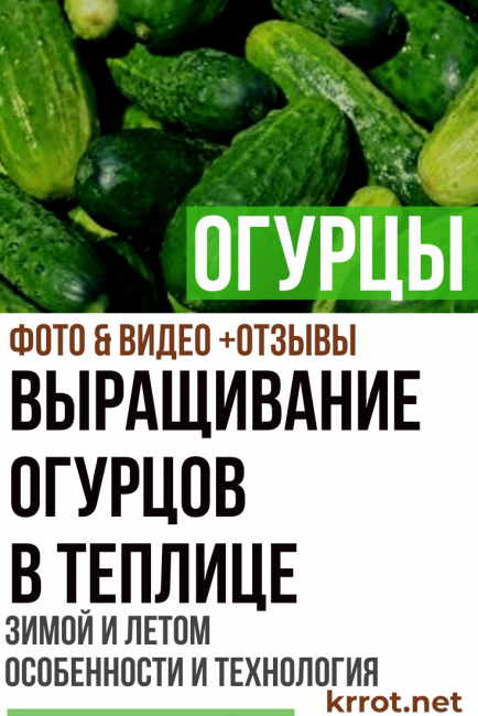 pepinos
