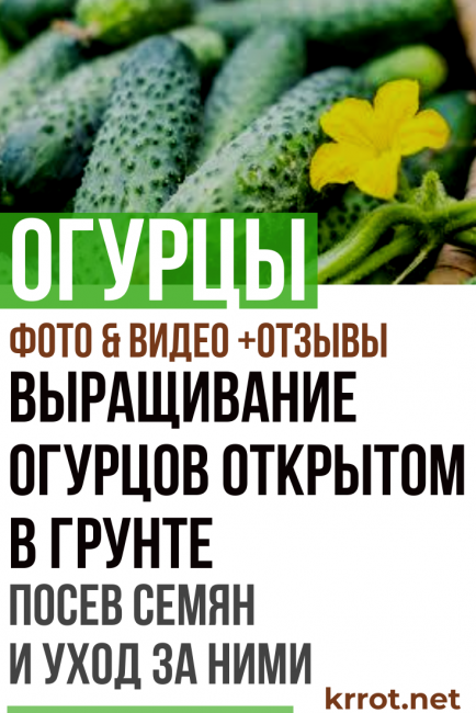 kurkut