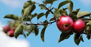 Manzanas en blanco para el invierno: recetas, una rica variedad de variaciones: manzanas en escabeche, mermelada, mermelada, mermelada, puré y compota