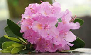 Azalea - περιγραφή, φροντίδα, αναπαραγωγή και πιθανές ασθένειες (35 Φωτογραφίες & Βίντεο) - Παρατηρούμε την τεχνική καλλιέργειας