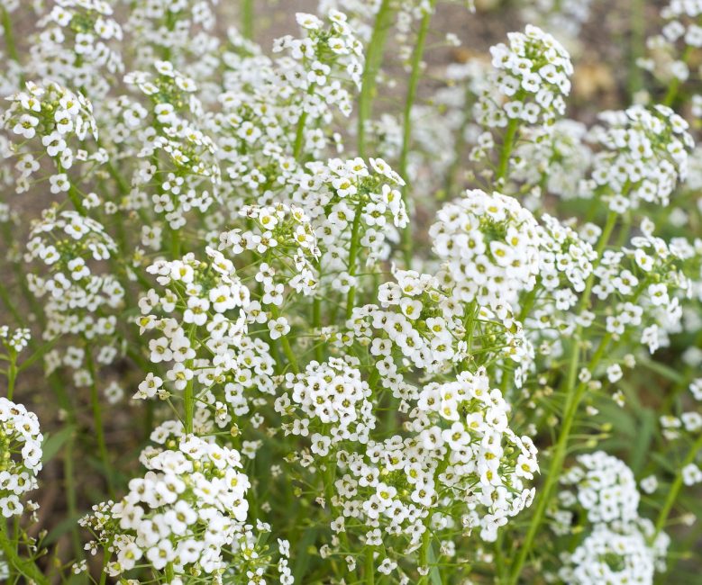 gypsophilan kukka