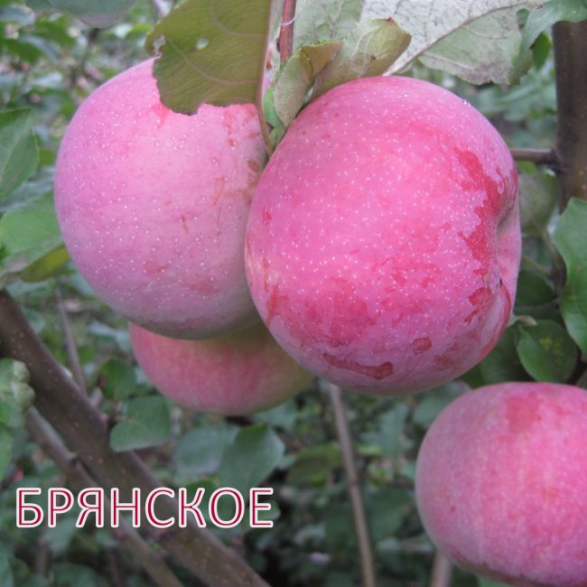 Bryansk elması