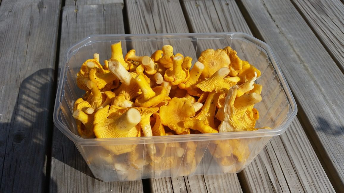 Kantarellit muovikorissa