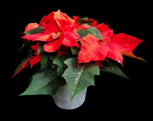 Flor de pascua roja - atención domiciliaria. ¿Cómo cuidar una estrella de Navidad después de la compra? (Foto y Video) + Reseñas