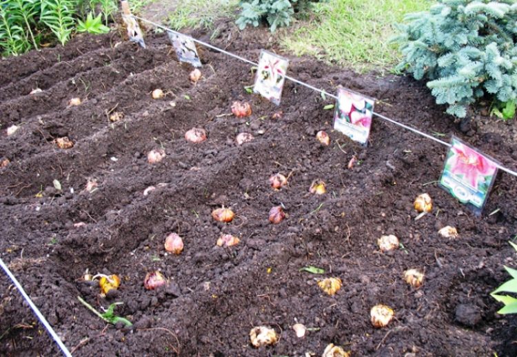 Plantació adequada de bulbs de lliri