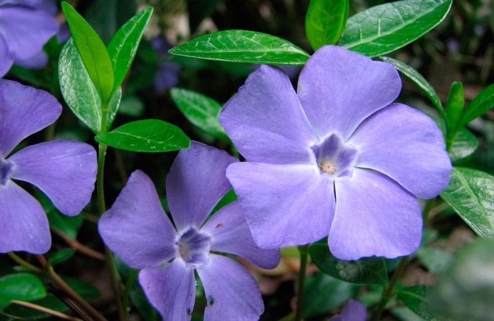 perwinkle kukka