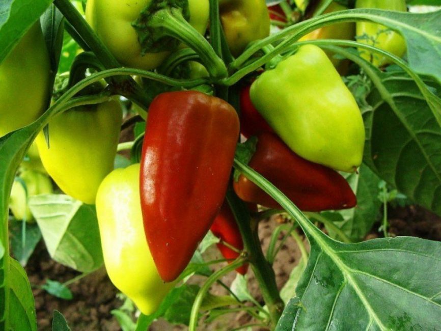 Pimientos
