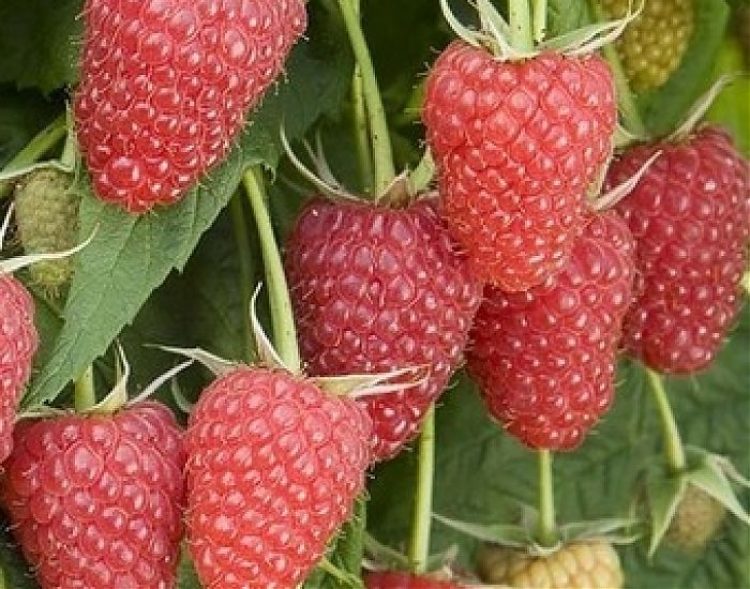 Atlant fajta