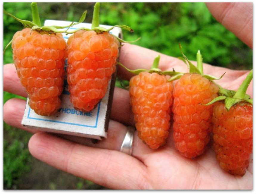 Variety Orange Miracle