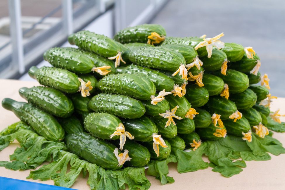 pepinos recogidos en la mesa