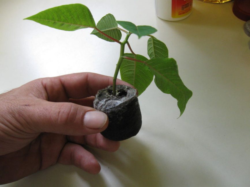 Los esquejes enraizados están listos para plantar en una maceta separada